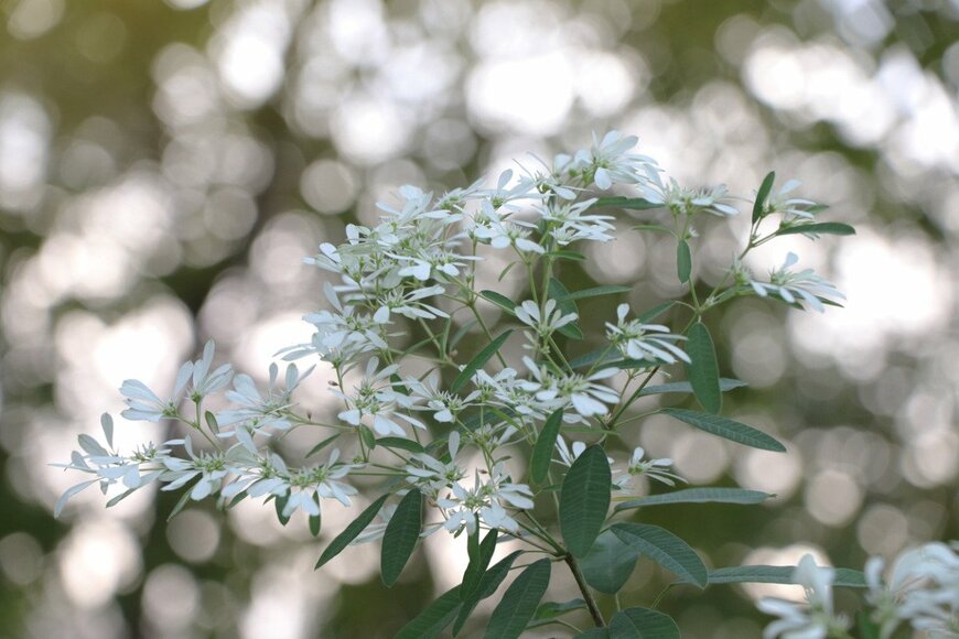 ユーフォルビア ダイアモンドフロスト　　vichuda/istockphoto.com