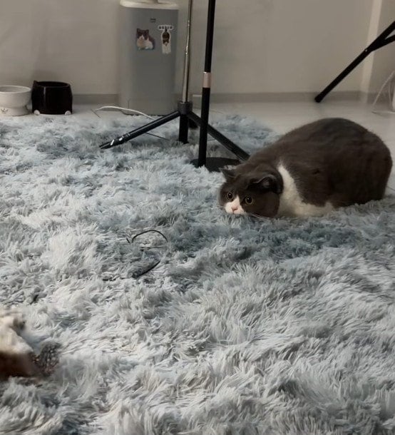 「そっちかーい」狩りの構えでぬいぐるみを狙っているように見えた猫…見事なフェイントに笑ってしまう