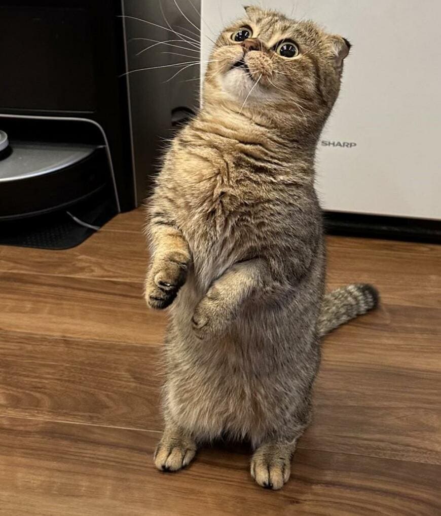 出所：@ponpokopontanu