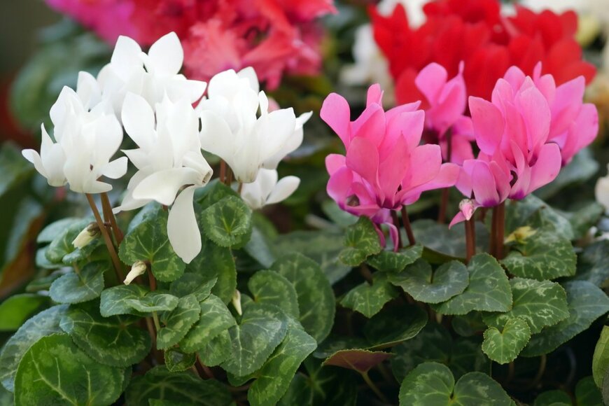 Tibesty/shuttestock.com