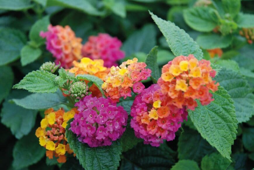 猛暑の庭をキラキラに彩る！植えっぱなしで毎年咲く《暑さに強い多年草》3選。ガーデンの主役級の美しさ！