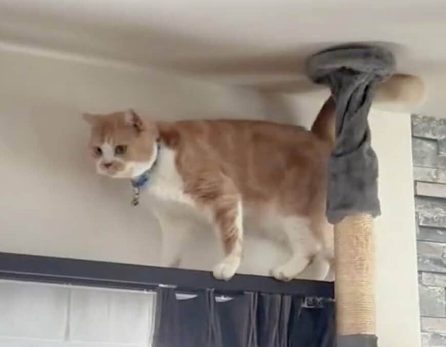 「3回見たw」キャットタワーからの降り方が独特な猫。思わず笑ってしまう動きに注目