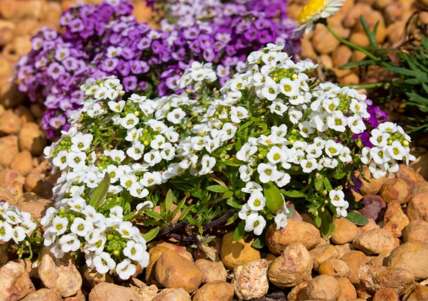 alybaba/shutterstock.com