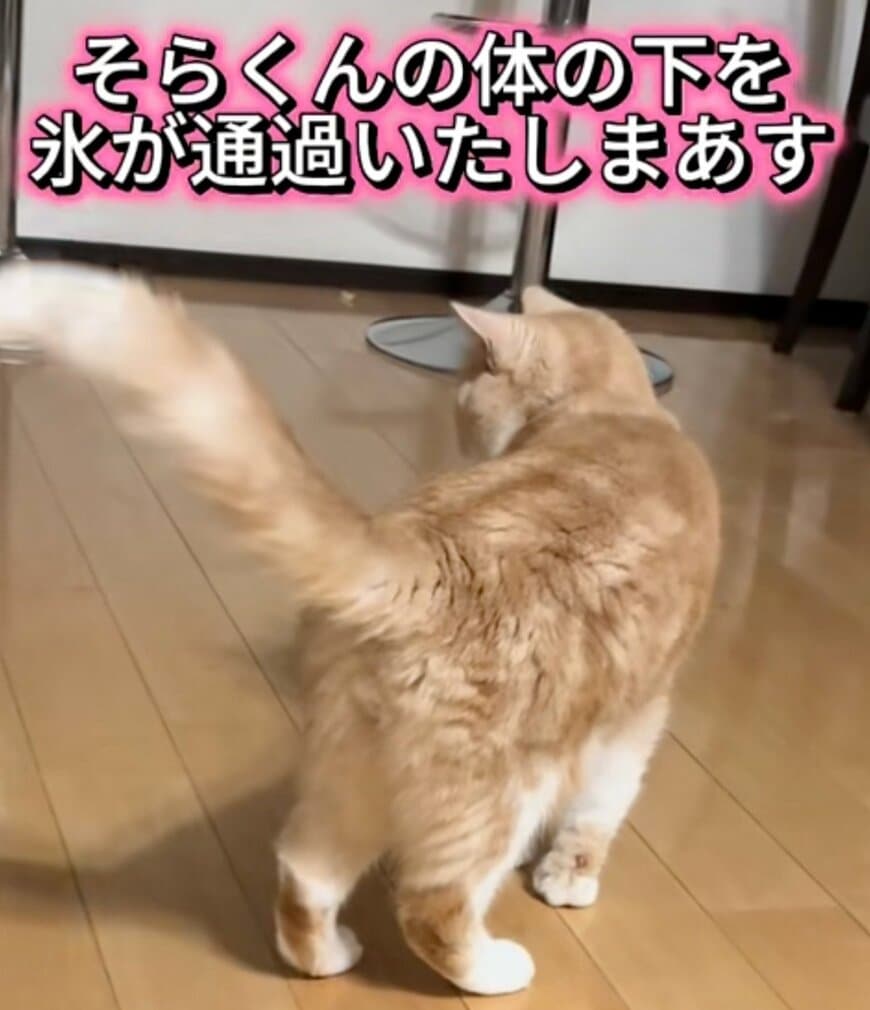 【え！猫なのに…】猫の下で氷を転がした結果→“まさかの結末”に思わず目を疑う
