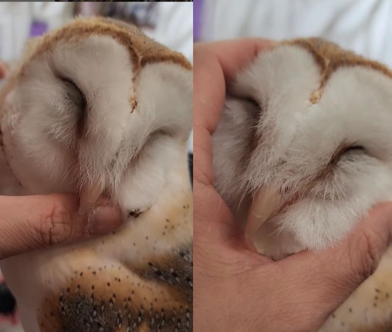 出所：@miki4wan108