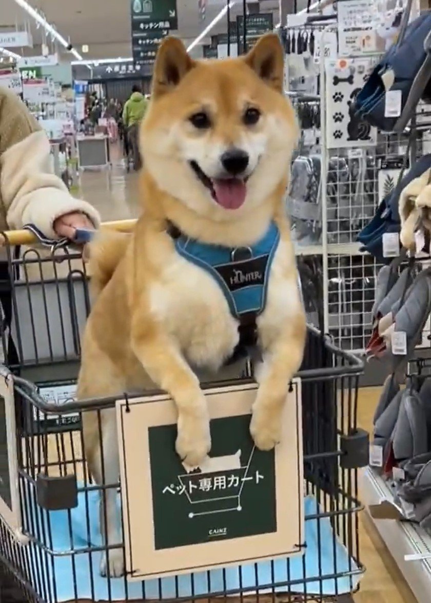 出所：@fufufufufu_ta