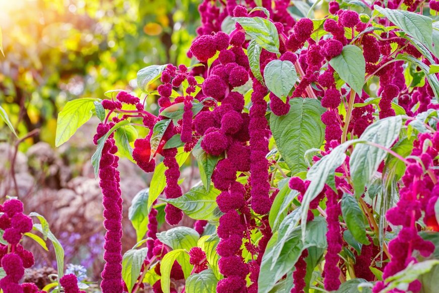 nnattalli/shutterstock.com