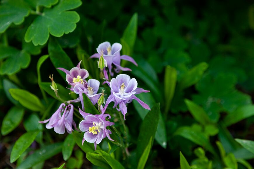 Real_life_Studio/Shutterstock.com