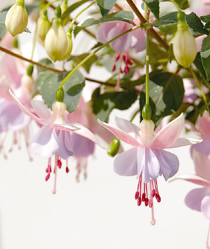 可愛い花が「ふんわり」咲き続ける！〈初夏から晩秋までずっと咲く花〉3選。日当たりが少ない半日陰の玄関先や小さな庭、ベランダも花ざかり！