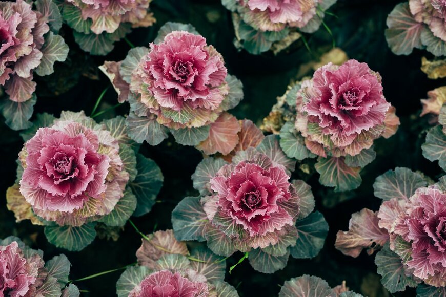 Olenaduygu/shutterstock.com