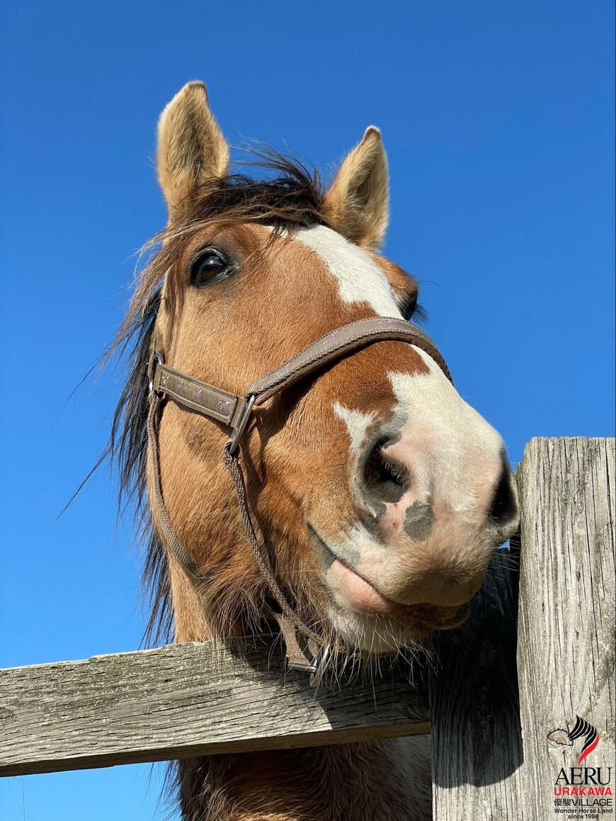 出所：うらかわ優駿ビレッジAERU