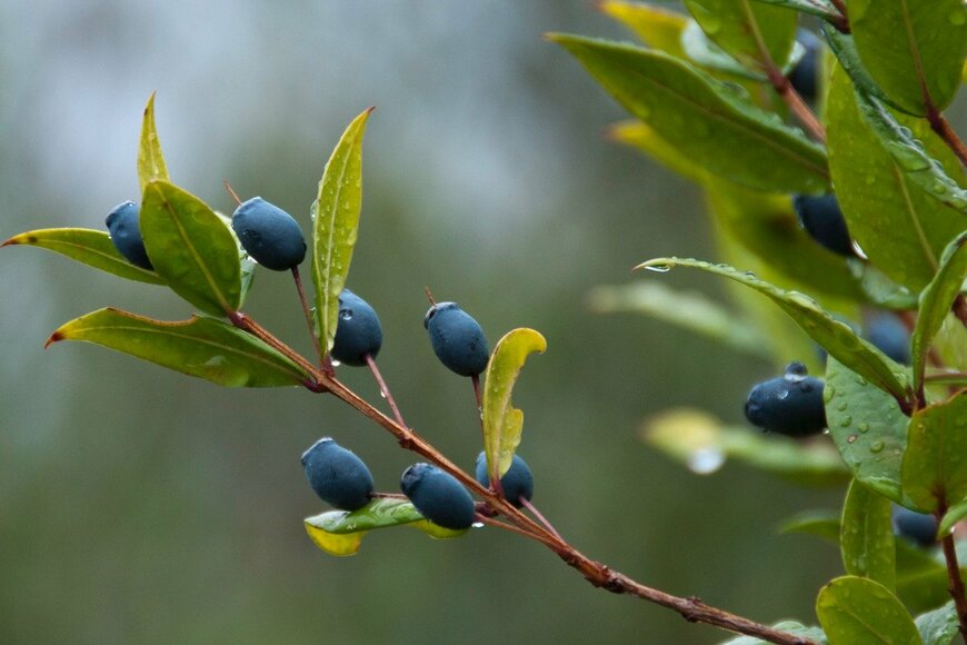 Gwenvidig/istockphoto.com