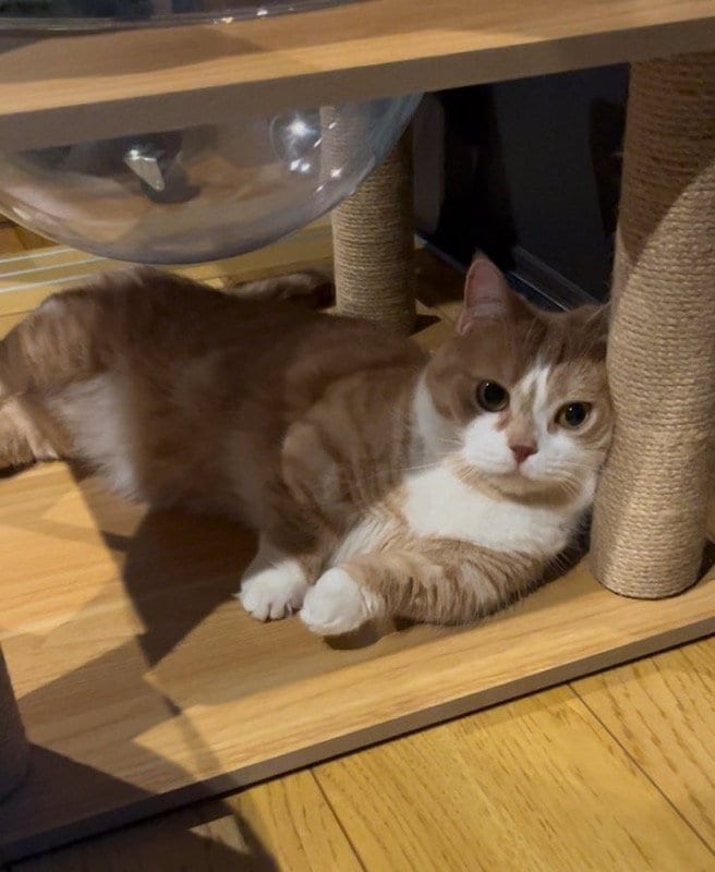 出所：@kotaro_0315