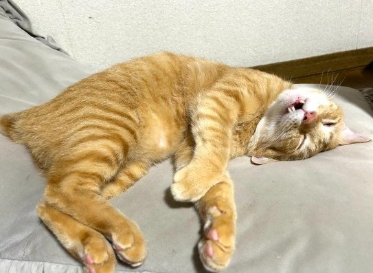 出所：@Beercat_Ana_Dar