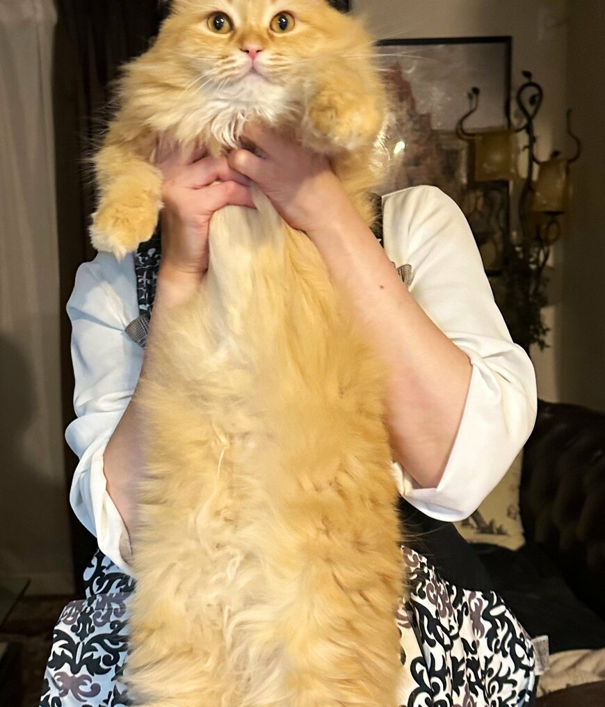 出所：@NEKOLAND13