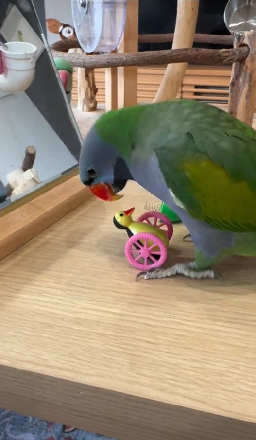 出所：@zundamame_cockatiel