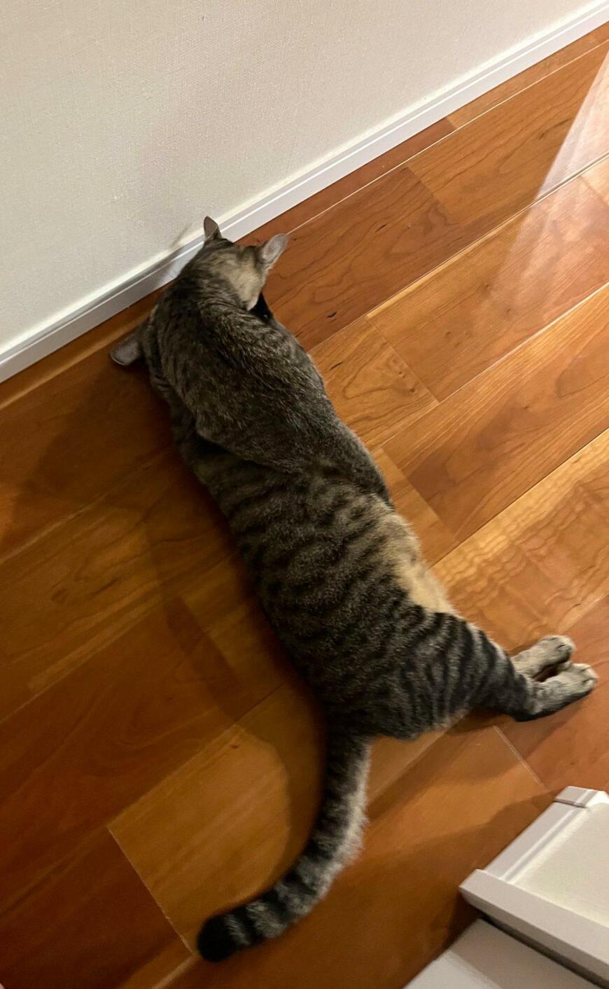 出所：@kagisuzu0531