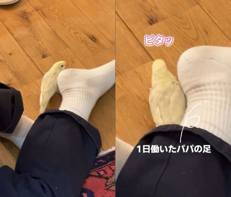 出所：@daiinkoteikoku_soraoto