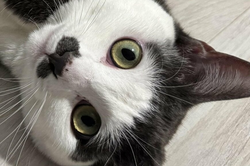 猫の「独特すぎる遊び方」が話題　予想の斜め上を行く「格好」に笑ってしまう