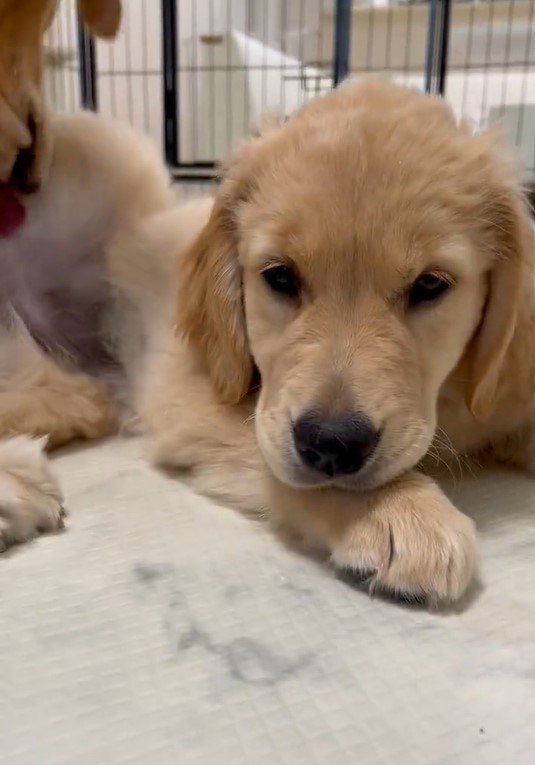 出所：@pu_channeldesu