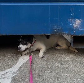 人に心を閉ざし隠れ続けていた保護犬。27日後…人に信頼を寄せ自ら甘える姿に感動