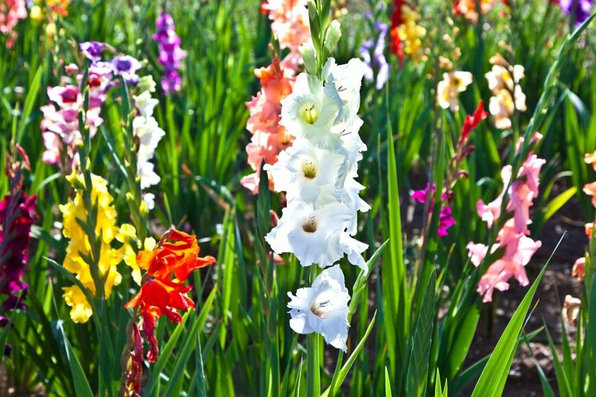【ガーデニング】夏に花咲く多年草〈オススメ7選〉は切り花にしても美しい