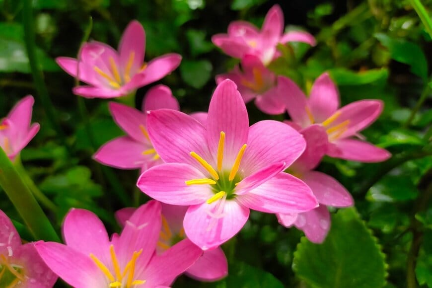 写真 | 【ガーデニング】オススメ春植え球根8選！オシャレな花が咲く品種＆育て方のコツを紹介 | LIMO | くらしとお金の経済メディア