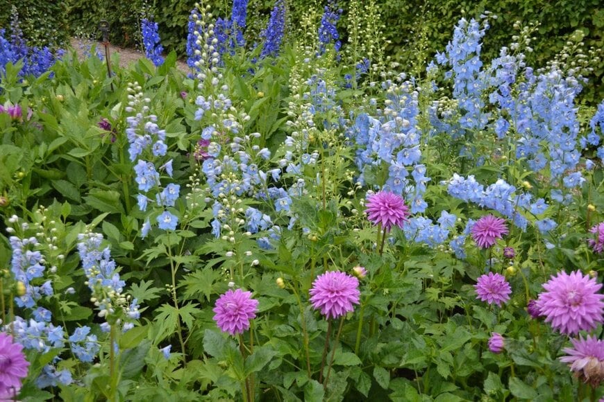 青や紫の花が咲いている庭