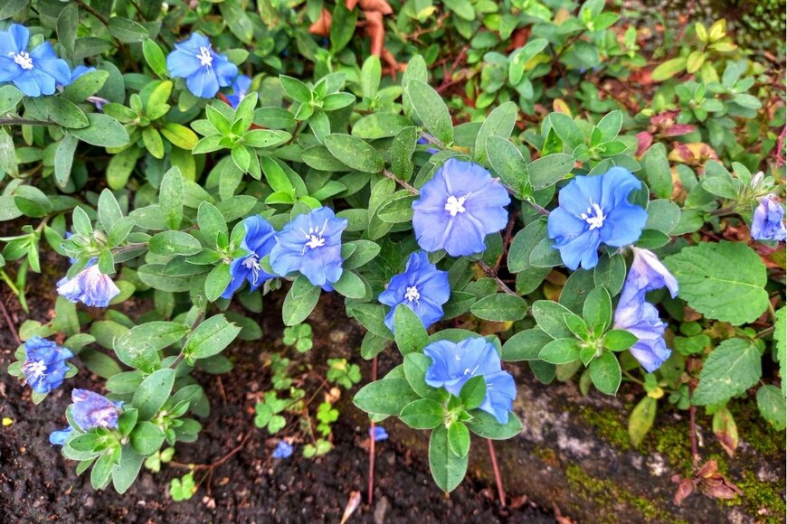 青い花を咲かせているエボルブルス