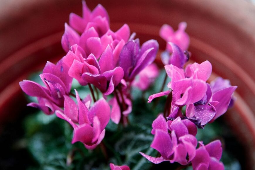 紫色の花を咲かせるガーデンシクラメン