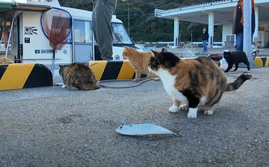 魚に集まってくる猫