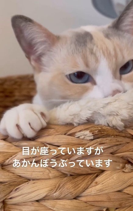 かごに入っている猫