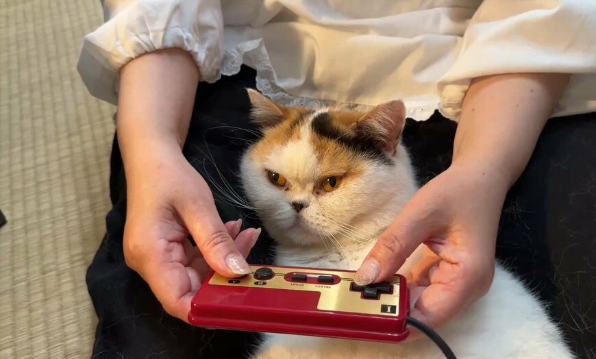 ゲームに熱中する母と、構ってほしい猫