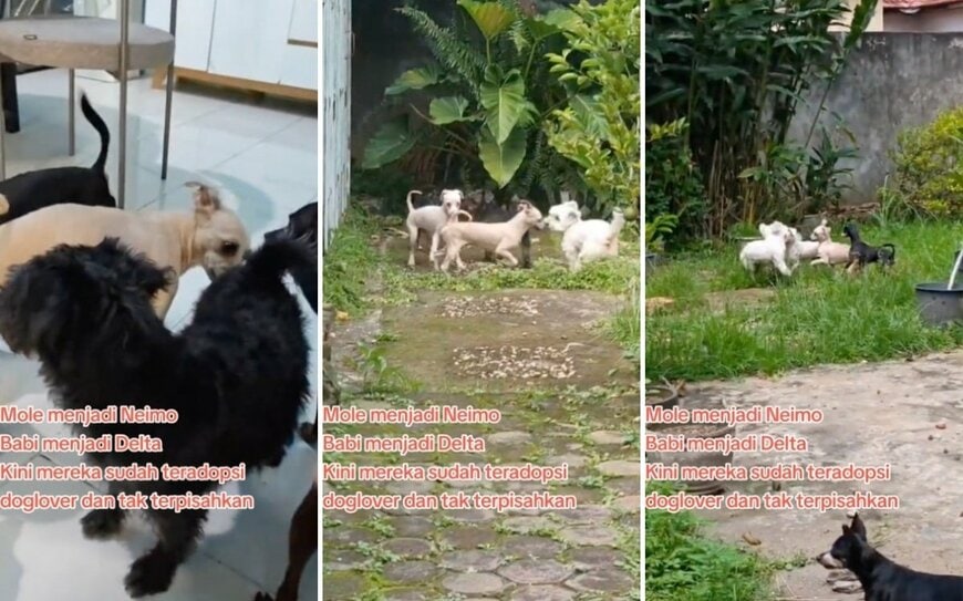 出所：<u><a href="https://www.tiktok.com/@jambidoglover/video/7646025278841572616" target="_blank">@jambidoglover</a></u>