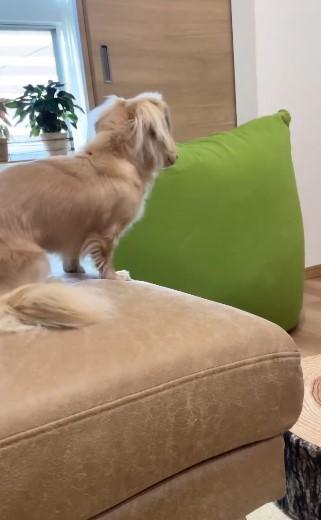 ソファにいる犬