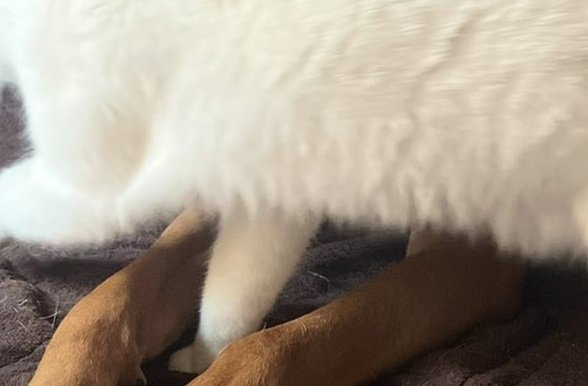 犬の前脚の隙間に手を入れたい猫