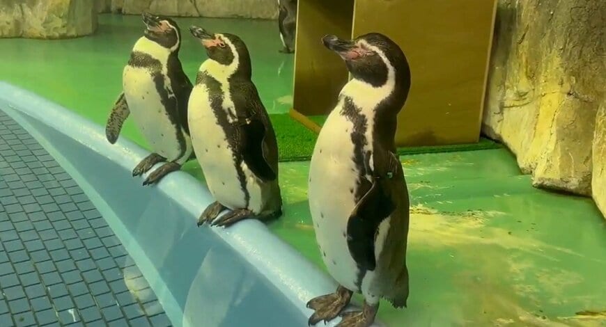 神戸市立王子動物園