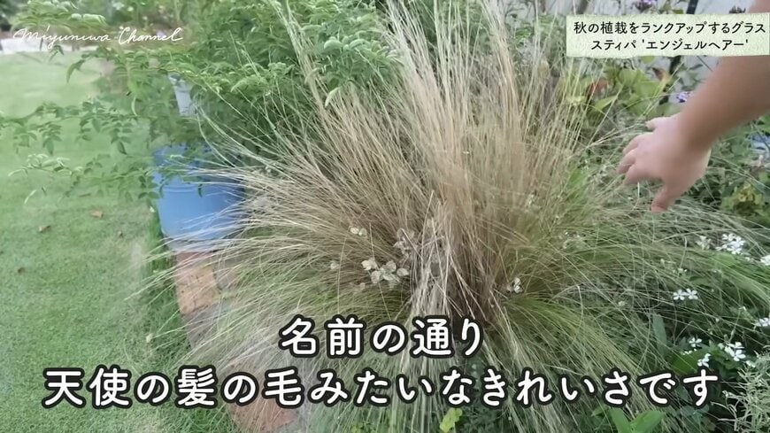 スティパ エンジェルヘアー