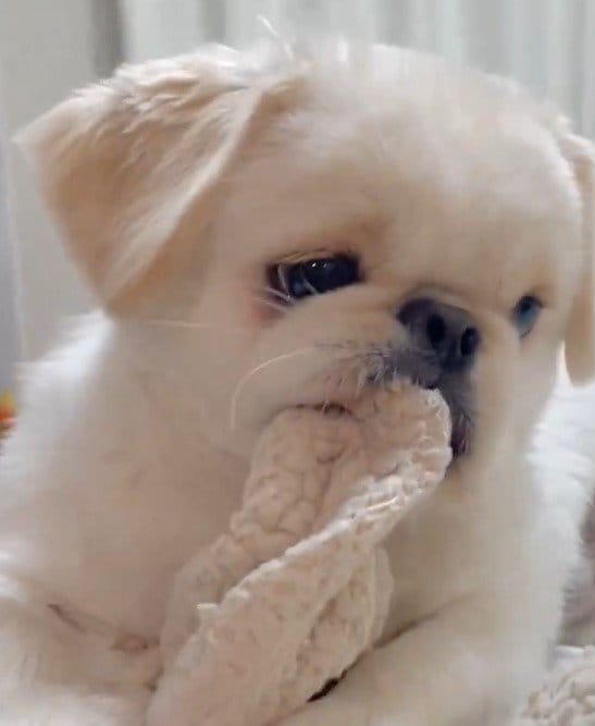視線を逸らす犬