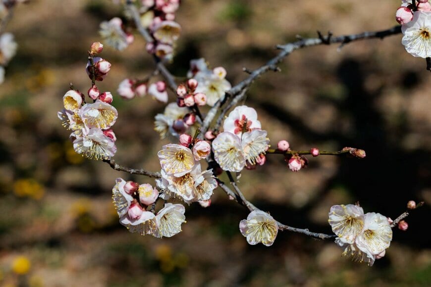 白い花を咲かせている、ウメ