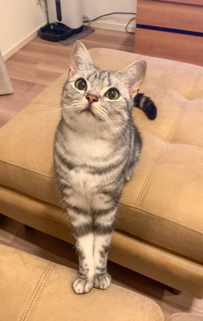 前足を伸ばす猫