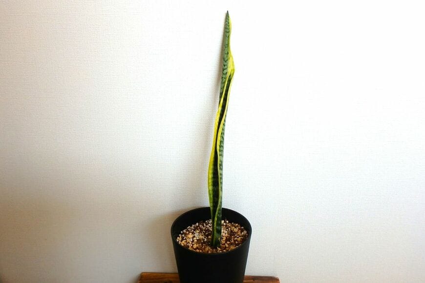 サンセベリア ローレンティー　植え付け時