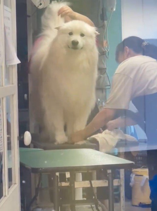 ドライヤーをかけてもらっている犬