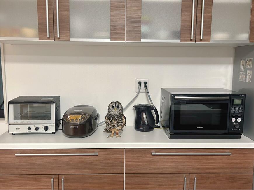 キッチンに佇むフクロウ