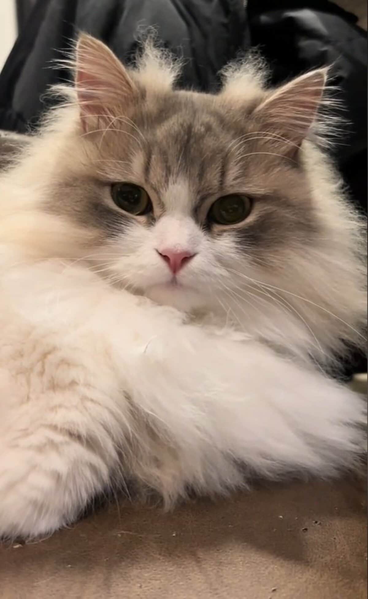 くつろぐ猫ちゃんの頭をよく見ると…ちょこんと生えた『ツノ』に思わず