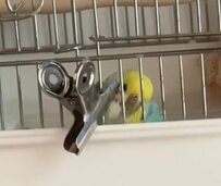 【特殊過ぎる枕を使うインコ】それで本当に熟睡できる…？ちょっと心配になる特殊な枕を使って眠るインコが話題