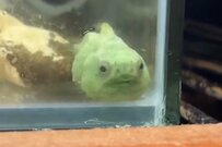 泳ぎが苦手な「ダンゴウオ」がスイスイ直進　丸い体を揺らして一生懸命泳ぐ姿に癒される