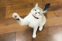 「画像のなかにハートが隠れています」猫ちゃんのハート探し写真が話題に
