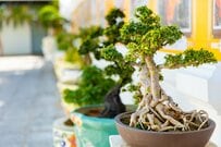 雪国・山形らしい「盆栽の飾り方」が反響　斬新なアイデアに「雪とこんなにマッチするとは」