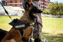 【警察犬の費用】警察犬の育成・維持にはどんなお金がかかっているのか
